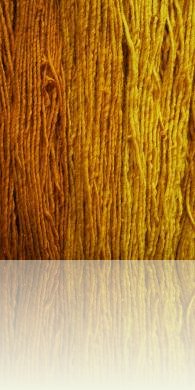 Bild 1 Zwiebelschalenfärbung